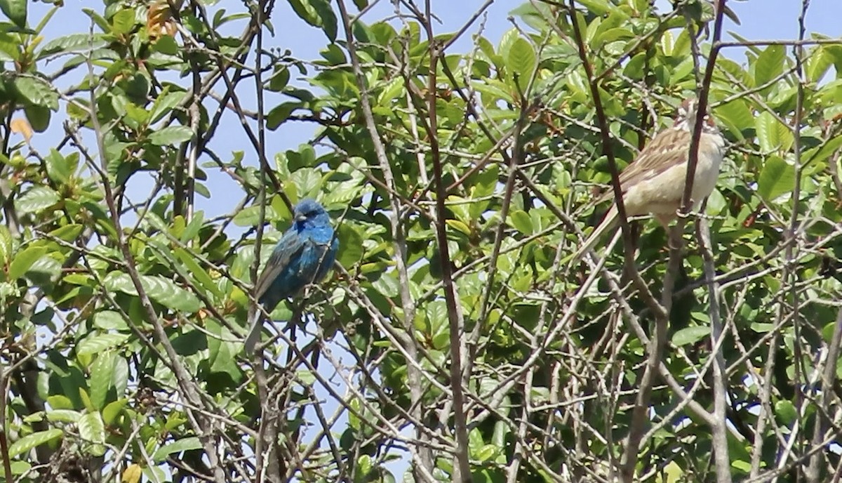 Indigo Bunting - ML638575041
