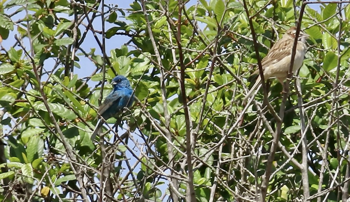 Indigo Bunting - ML638575042