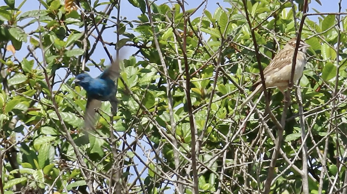 Indigo Bunting - ML638575043