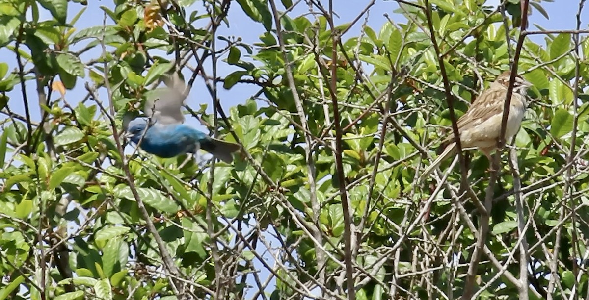 Indigo Bunting - ML638575045