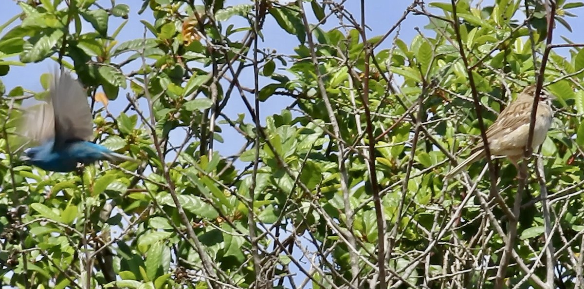 Indigo Bunting - ML638575050