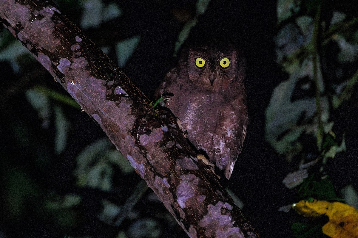 Simeulue Scops-Owl - ML638575061