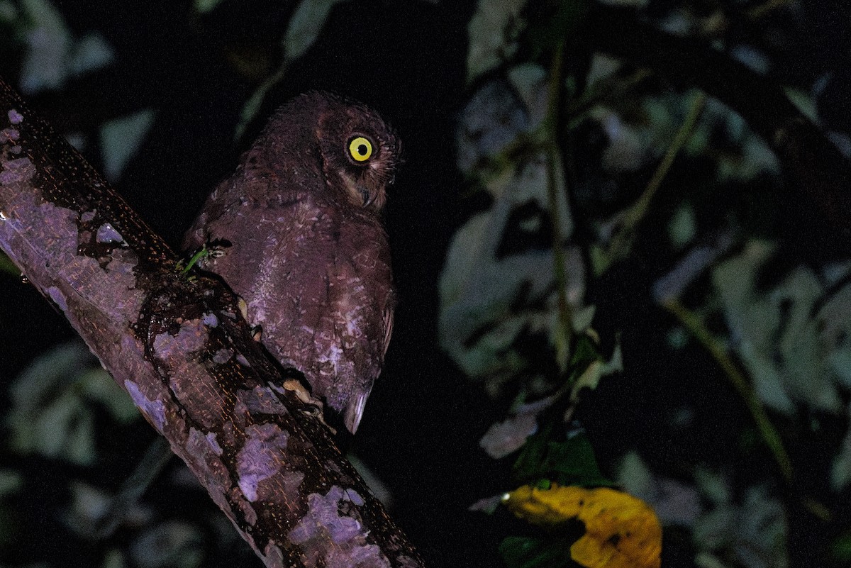 Simeulue Scops-Owl - ML638575064