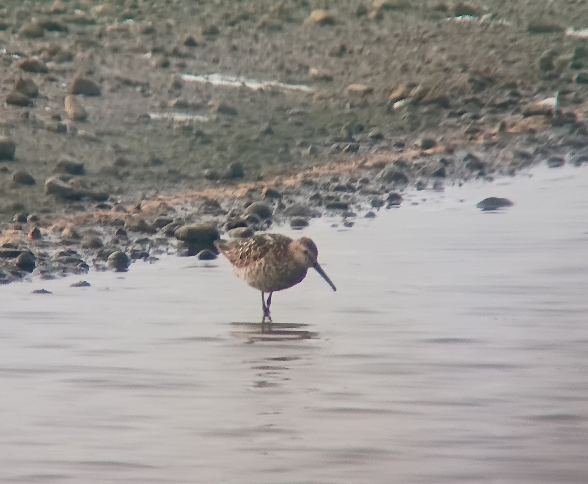 Stilt Sandpiper - ML638575071