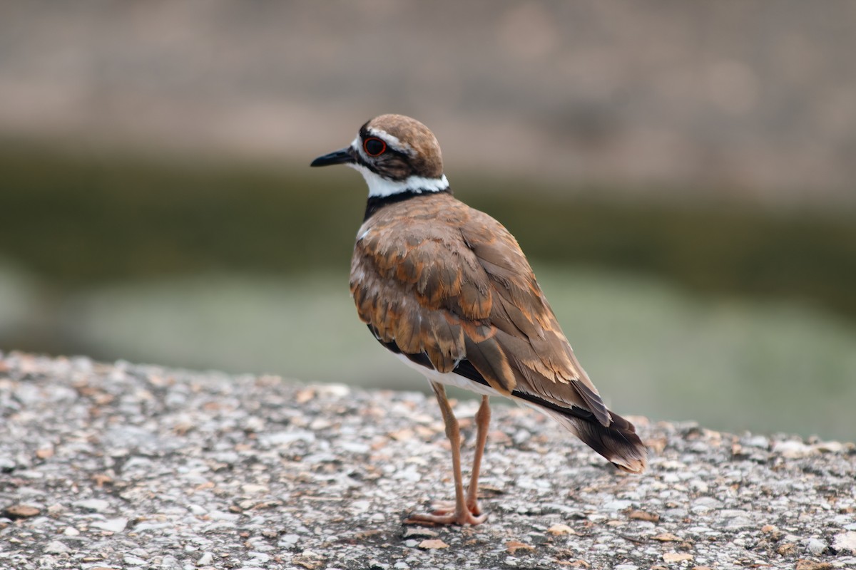 Killdeer - ML638575076