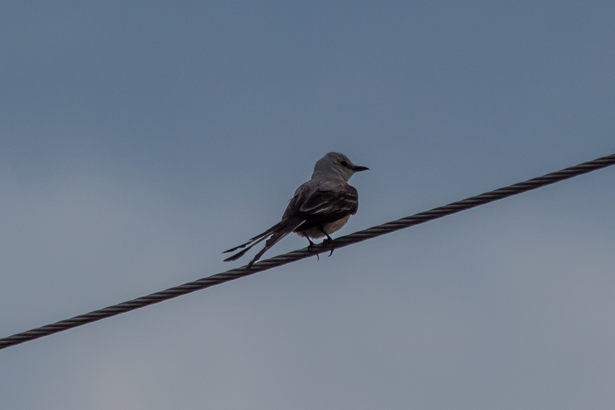 Scissor-tailed Flycatcher - ML638575083