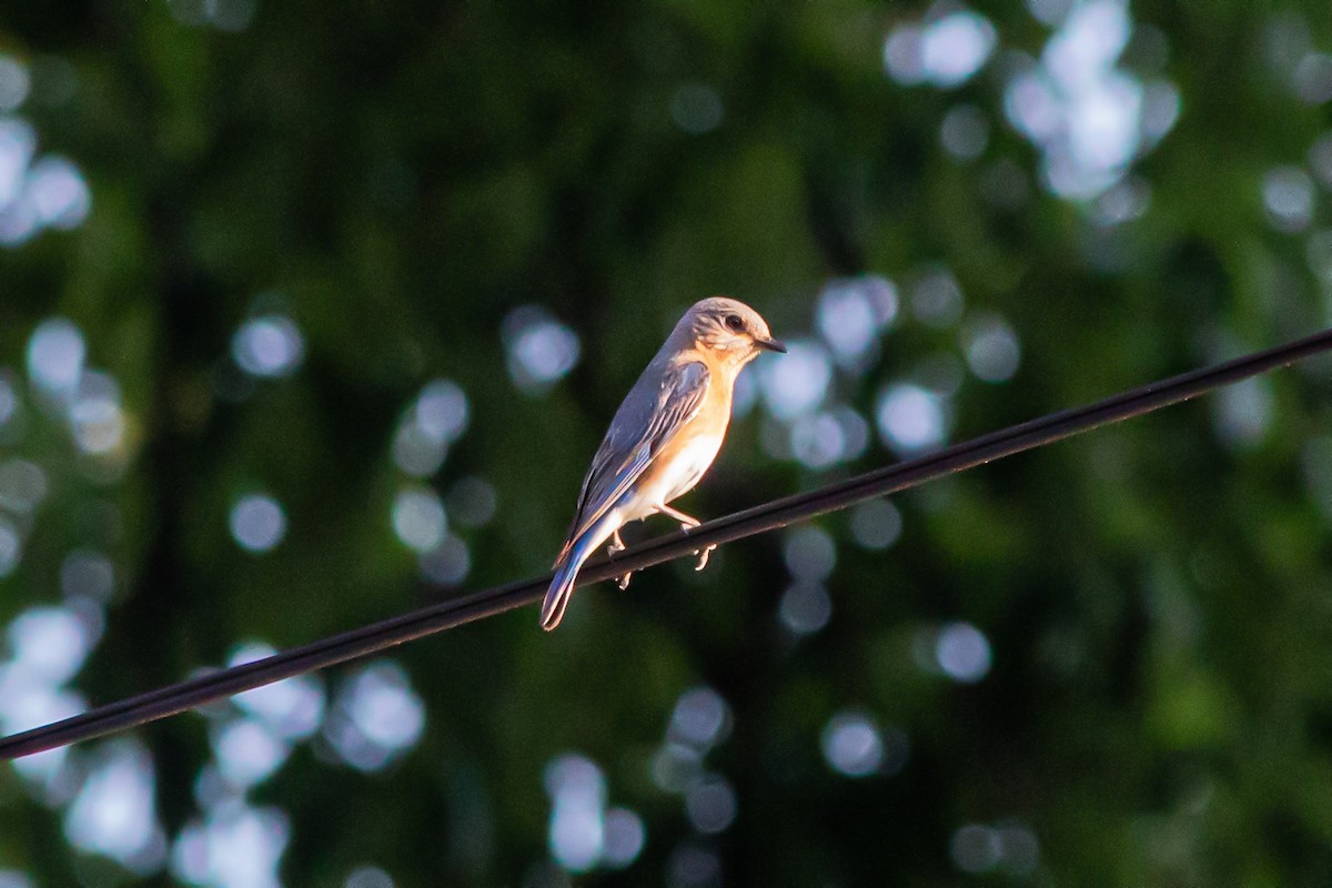 Eastern Bluebird - ML638575088