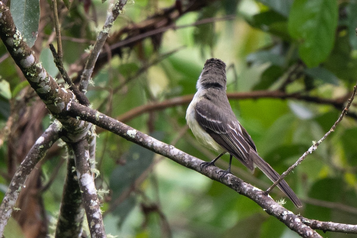 Pale-edged Flycatcher - ML638575138