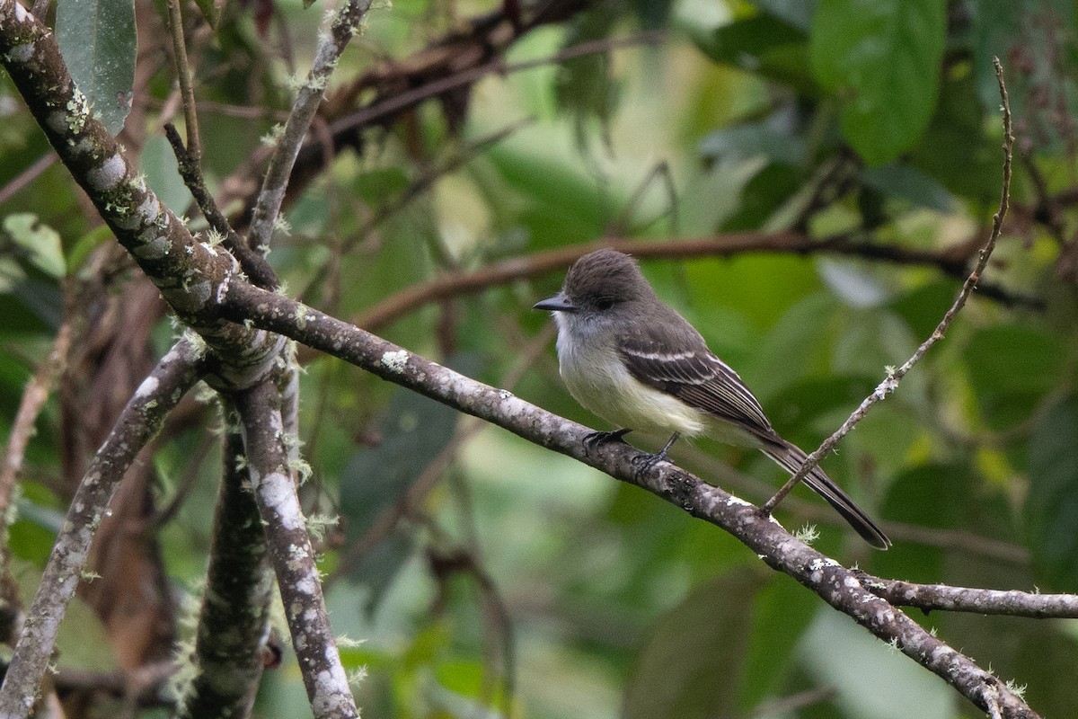 Pale-edged Flycatcher - ML638575139