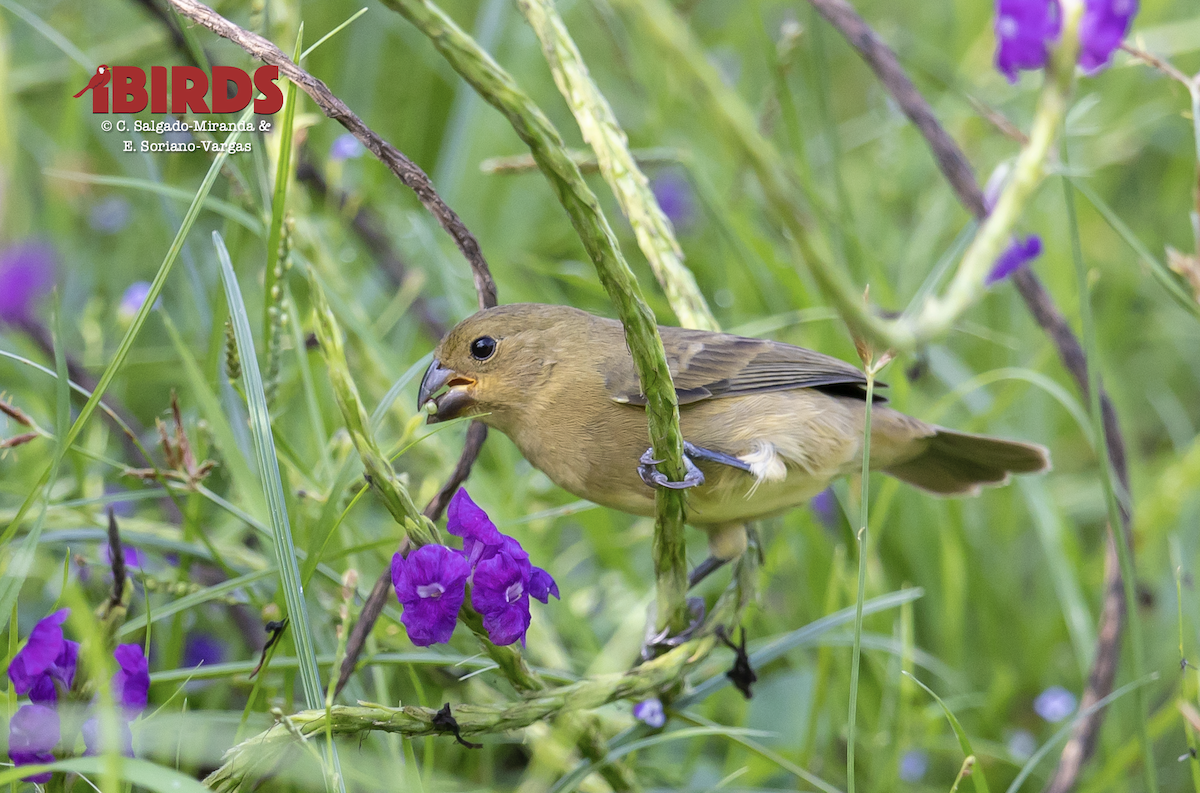 Variable Seedeater - ML638575157