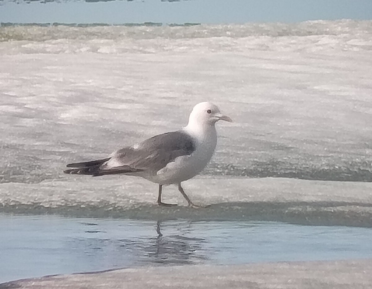 Short-billed Gull - ML638575159