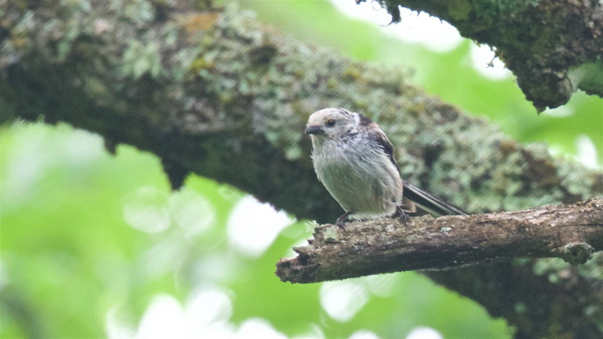 Long-tailed Tit - ML638575182