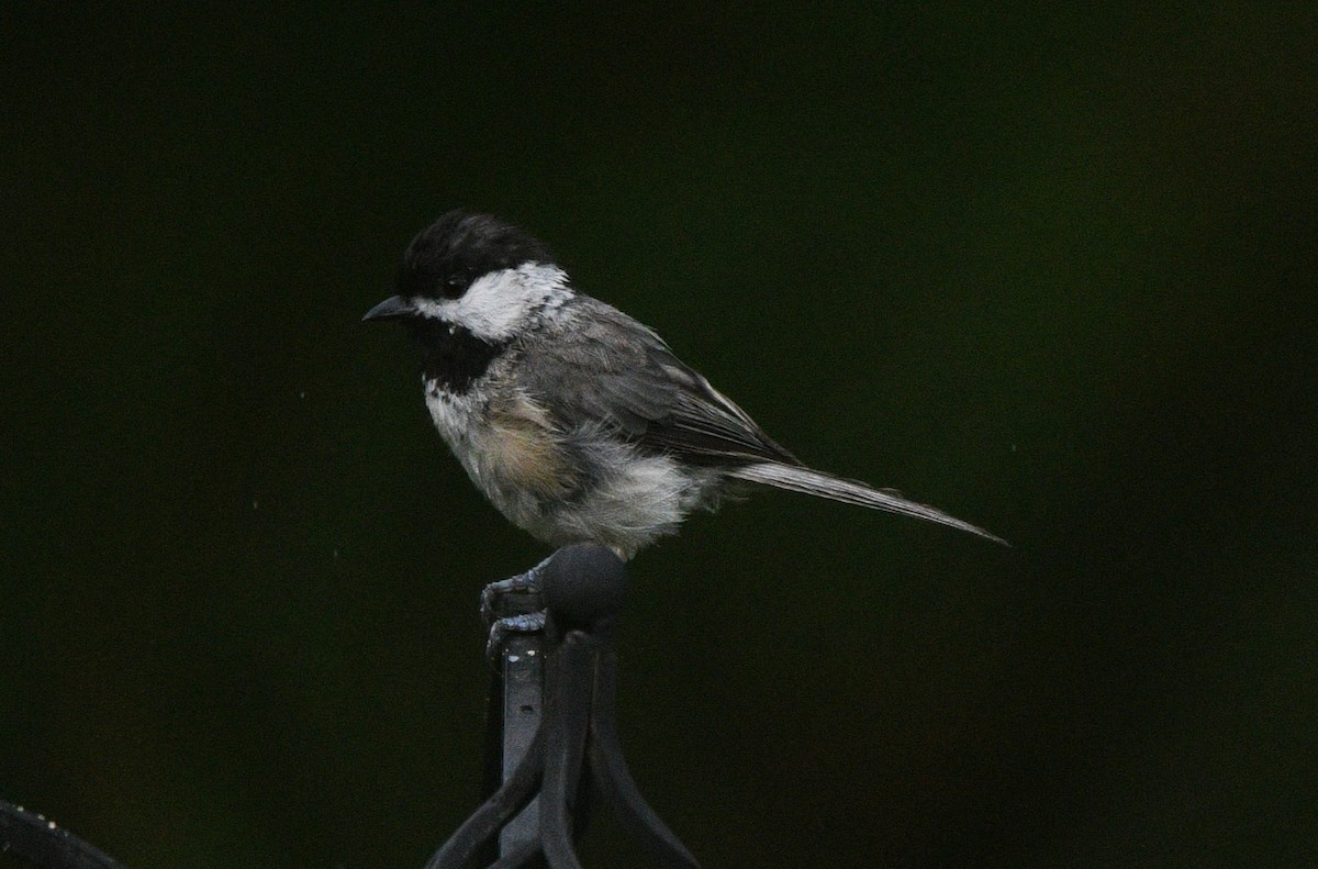 Carolina Chickadee - ML638575202