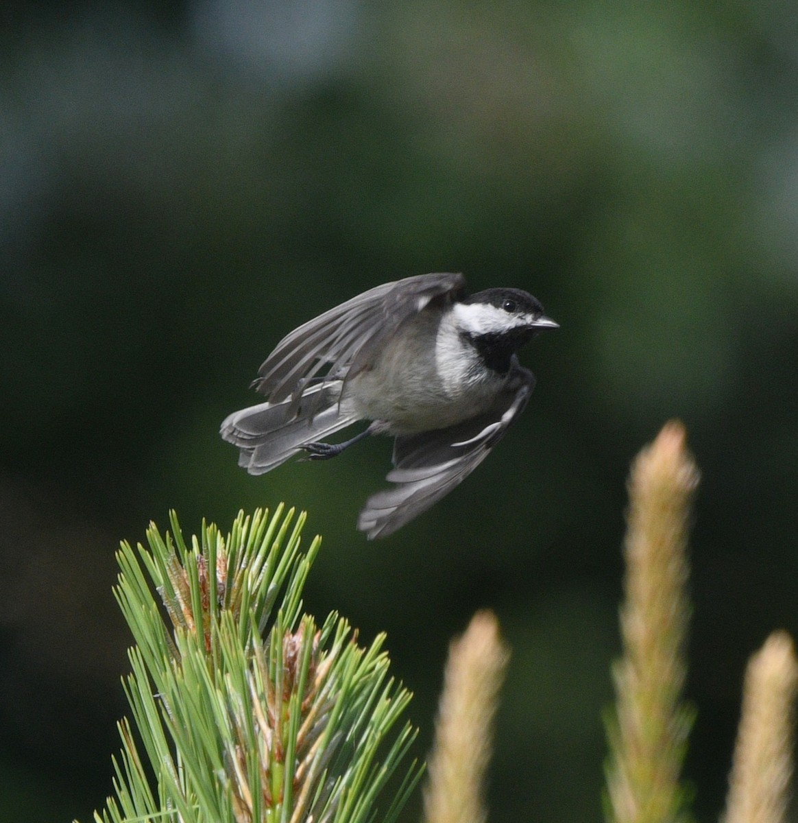 Carolina Chickadee - ML638575207