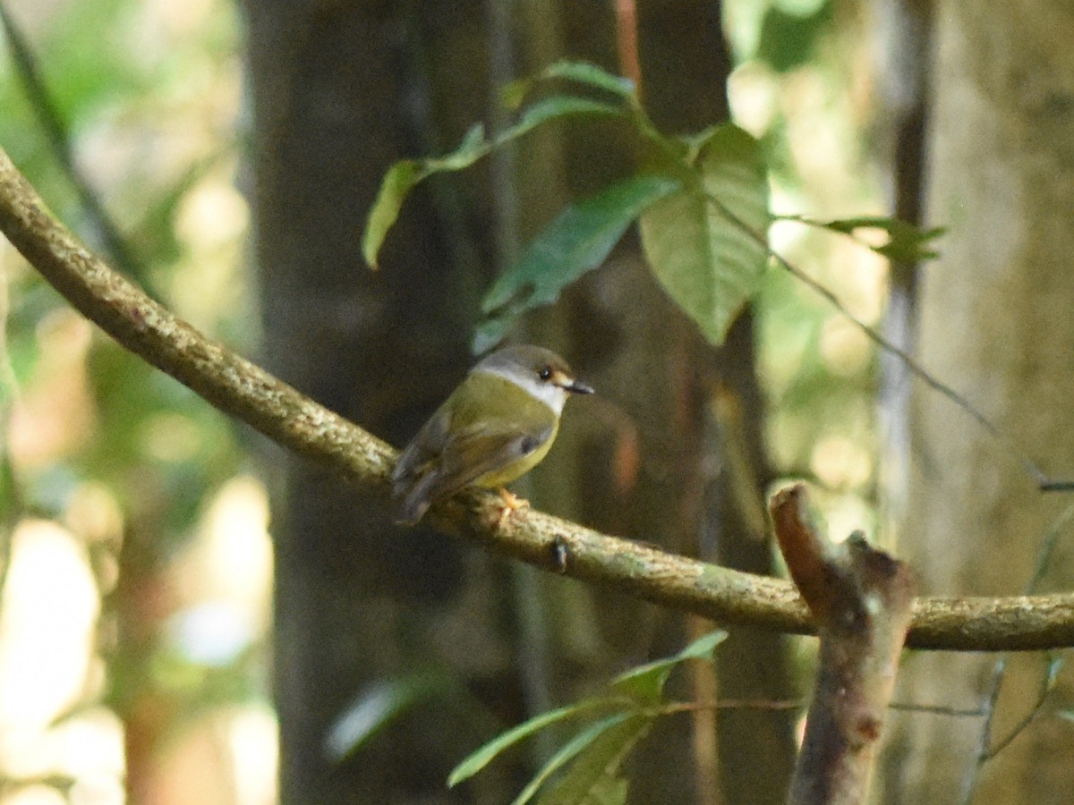 Pale-yellow Robin - ML638575215