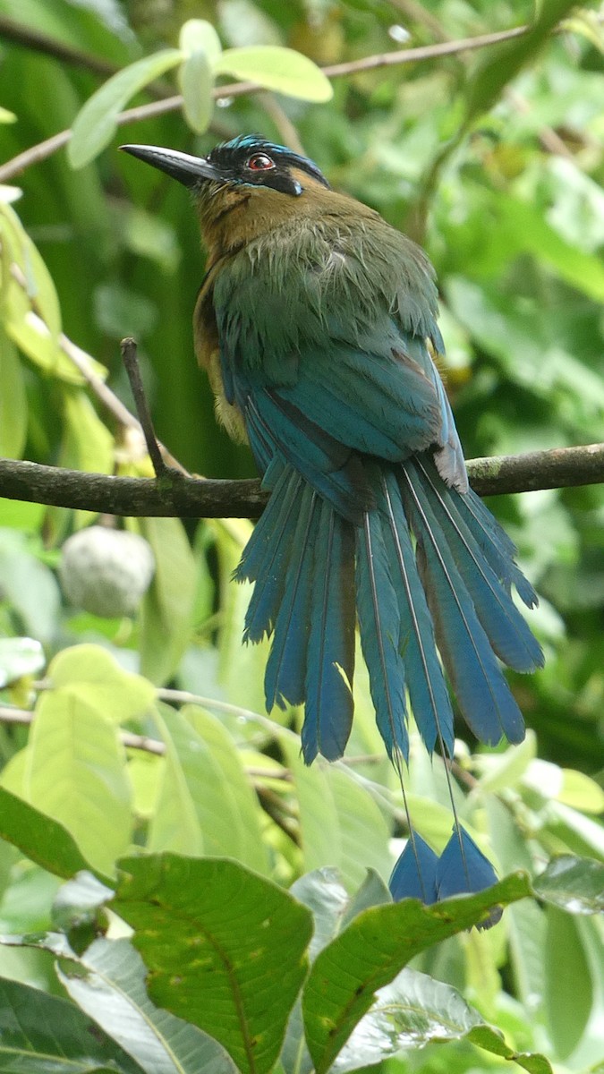 Lesson's Motmot - ML638575216
