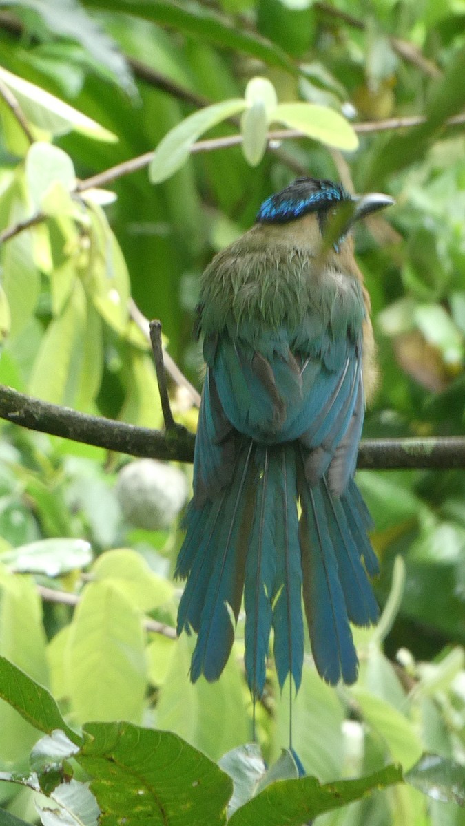 Lesson's Motmot - ML638575217