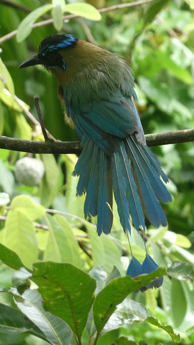 Lesson's Motmot - ML638575219