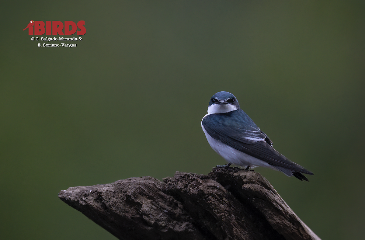 Mangrove Swallow - ML638575263