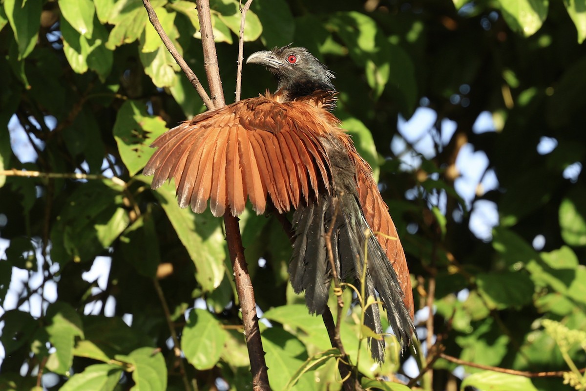 Greater Coucal - ML638575272