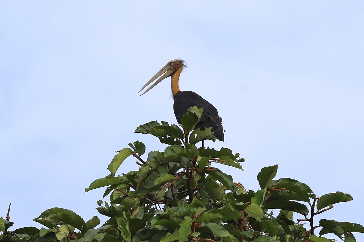 Lesser Adjutant - ML638575285