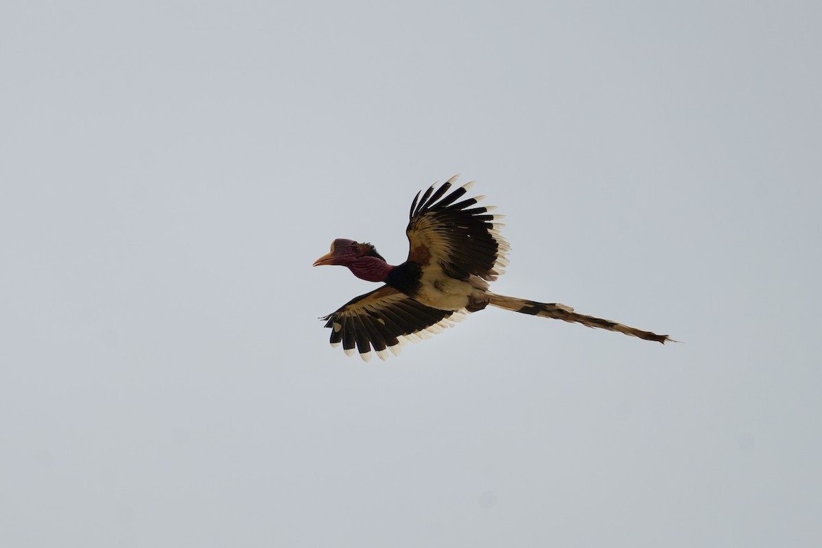Helmeted Hornbill - ML638575289