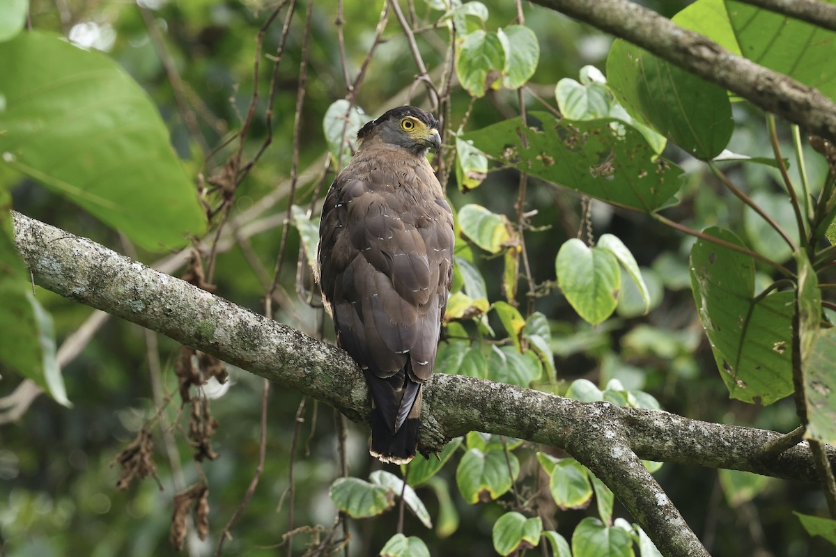 Crested Serpent-Eagle - ML638575328