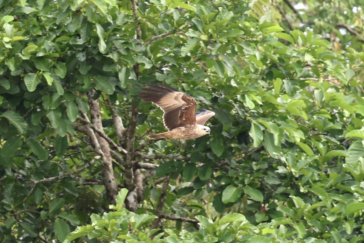 Brahminy Kite - ML638575339