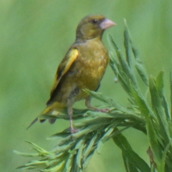 Oriental Greenfinch - ML638575348