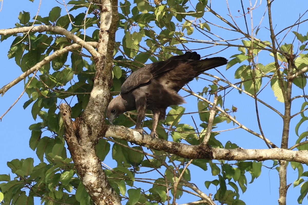 Changeable Hawk-Eagle - ML638575365