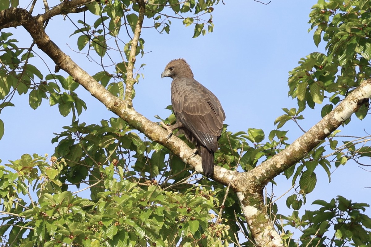 Changeable Hawk-Eagle - ML638575366