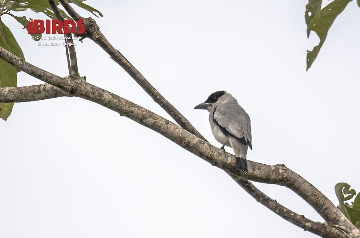 Black-crowned Tityra - ML638575389