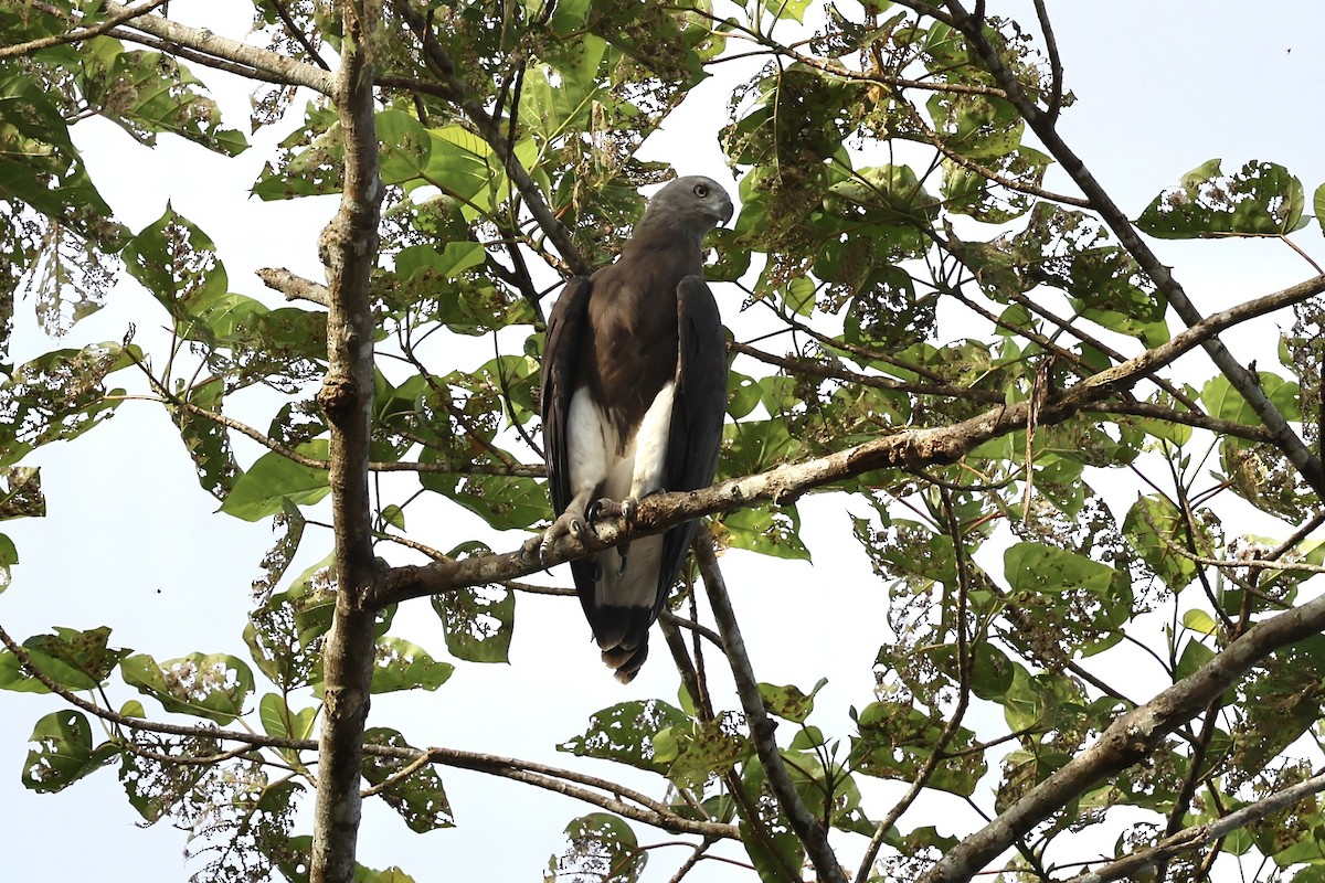 Gray-headed Fish-Eagle - ML638575395