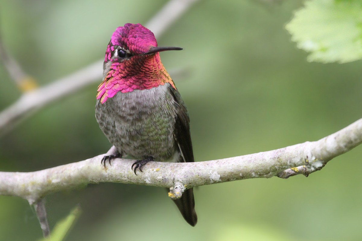 Anna's Hummingbird - ML638575399