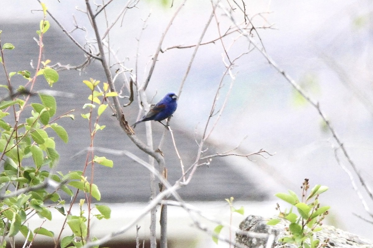 Guiraca bleu - ML638575411