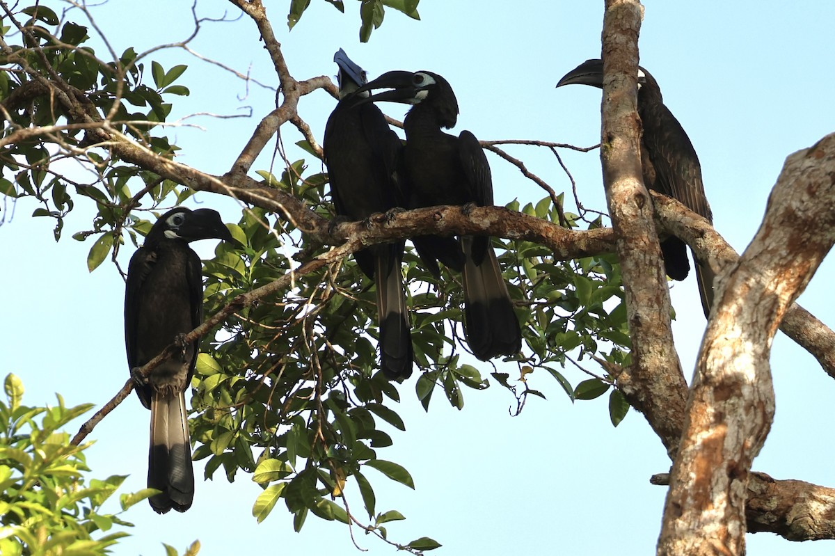 Bushy-crested Hornbill - ML638575434
