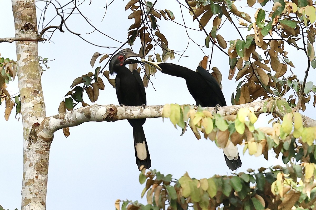 Black Hornbill - ML638575448