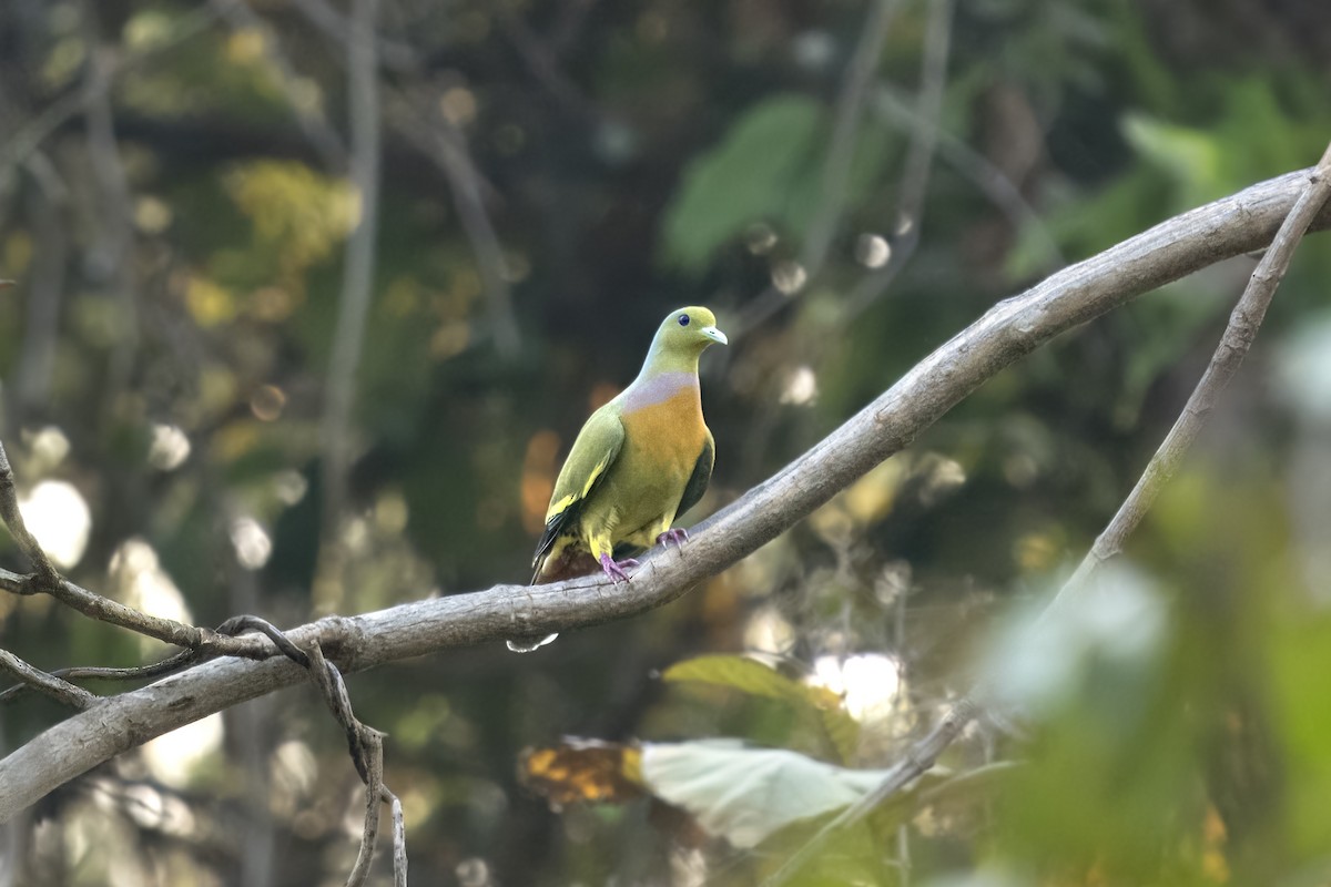 Orange-breasted Green-Pigeon - ML638575458