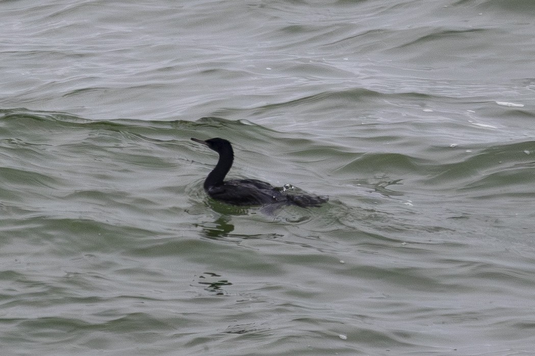 Cormoran pélagique - ML638575516