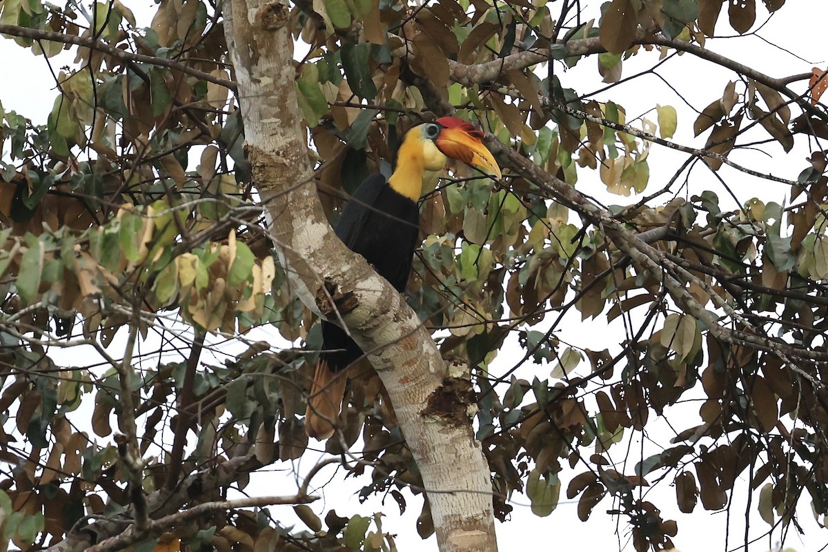 Wrinkled Hornbill - ML638575523