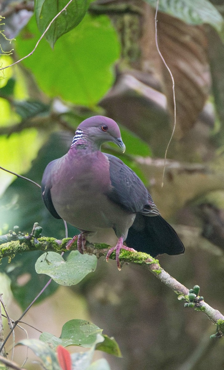 Sri Lanka Wood-Pigeon - ML638575535