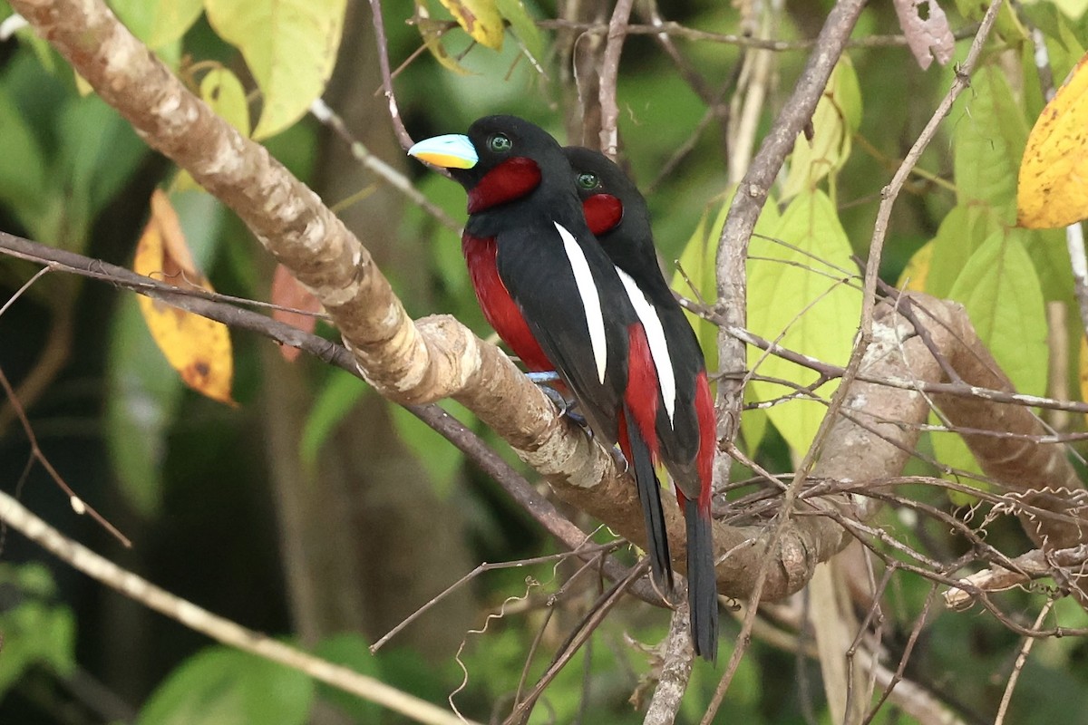 Black-and-red Broadbill - ML638575551