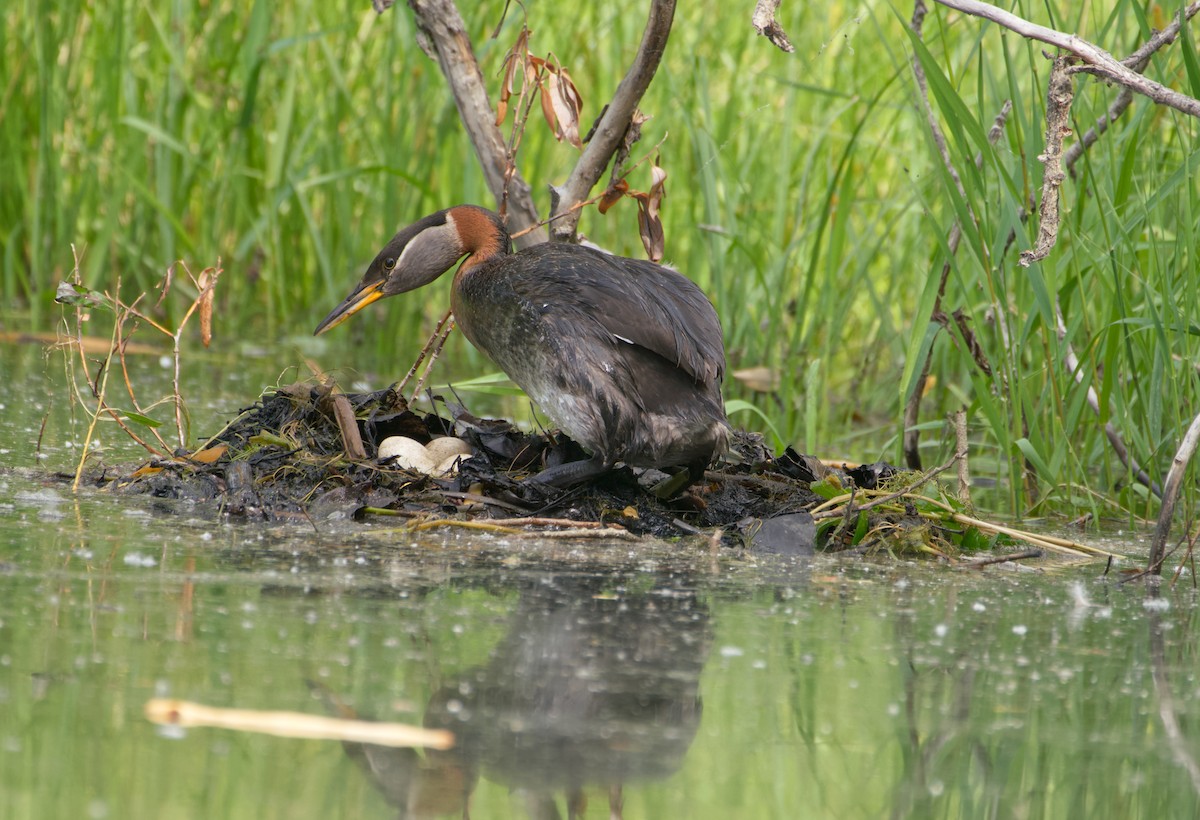 Red-necked Grebe - ML638575563
