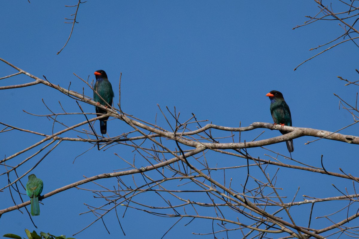 Dollarbird - ML638575572
