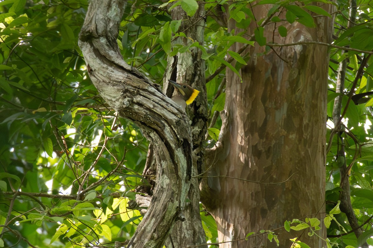 Greater Yellownape - ML638575583