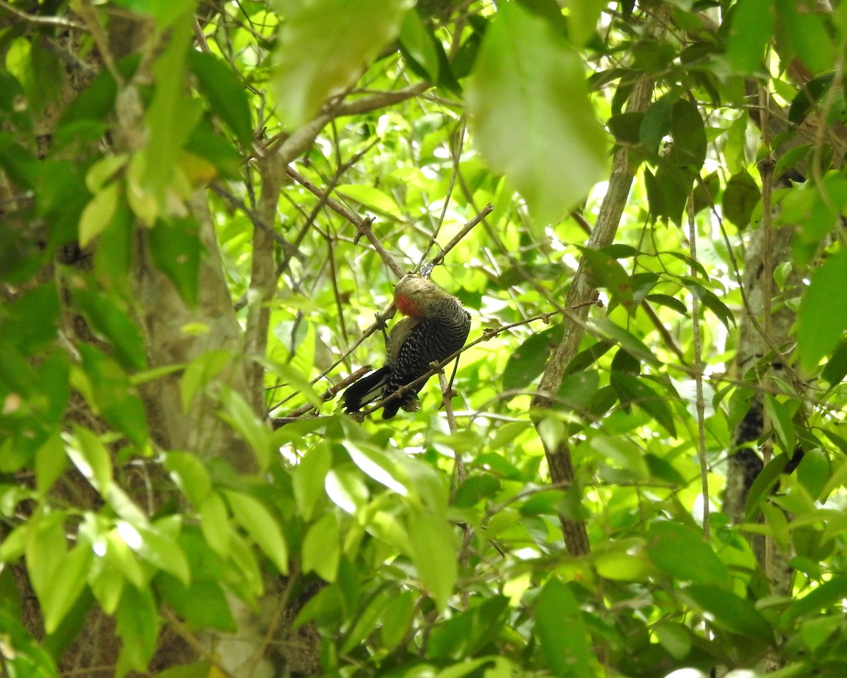 Yucatan Woodpecker - ML638575586