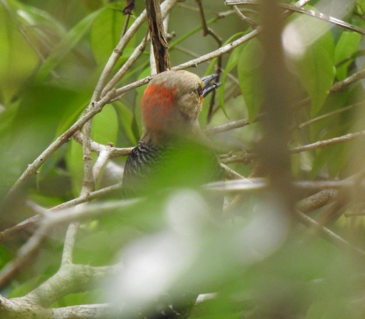 Yucatan Woodpecker - ML638575587