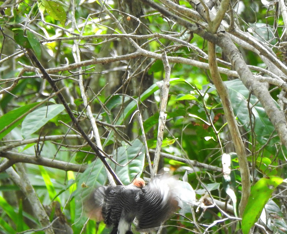 Yucatan Woodpecker - ML638575589