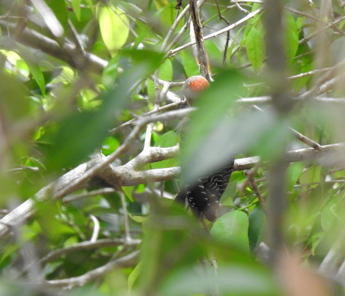 Yucatan Woodpecker - ML638575590