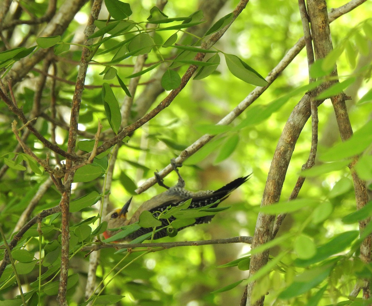Yucatan Woodpecker - ML638575591